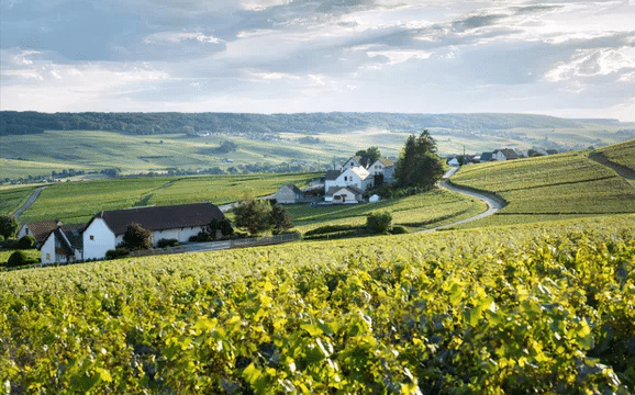 Vignes Champenoise